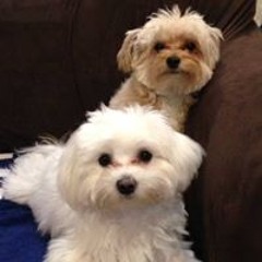 Sue Della Piazza Feoli