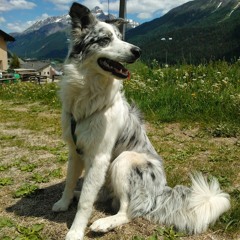 nzilvy