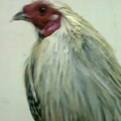 Huong Vi Tinh_Do Manh Duy