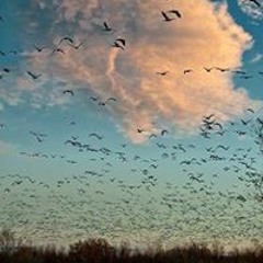 نصر الدين طوبار