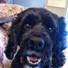 Joseph George Krivosik