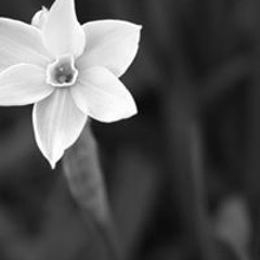 Thewhite Flower 3