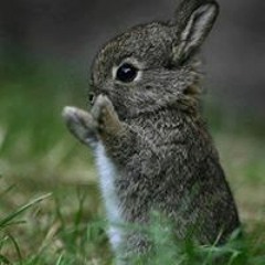 Uuganaa Bazarragchaa