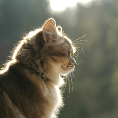 Eurodance - the best genre in the world