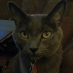 Allyson Tilton Heston