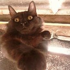 Stephanie Borche Dutra