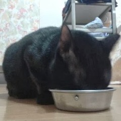 曾郁普（meowponpon）