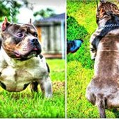 Braveheartpits Bennybee