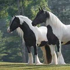 Melissa Rodriguez 109