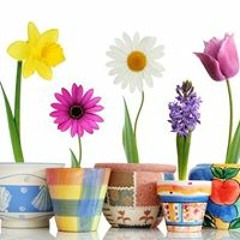 Sheila Bean Morelock