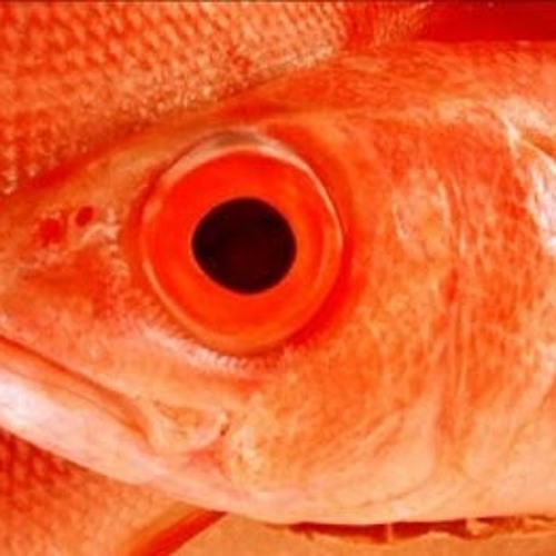 Fuzzy Bear Thursday A Side