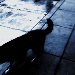 killinرجآدصآآ