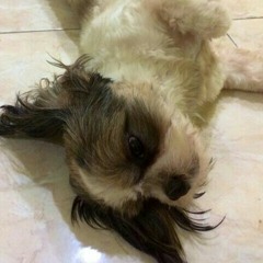 nopivauziah