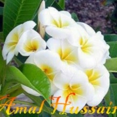 اناشيد