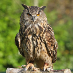 Wise Owl 1
