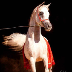 Mohammed Al Mansoori