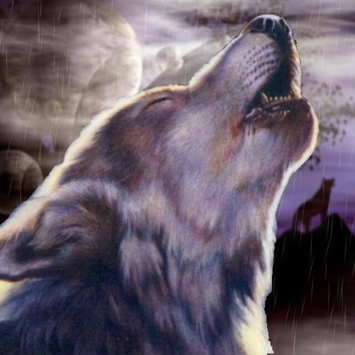 wolflover55’s avatar