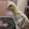 mohamad71