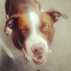 team_diiamond_royalty