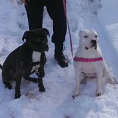 Cheifandbella Dejonge