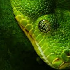 87%snake