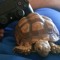 turtleguy5