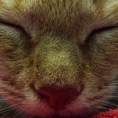 Jeffery Cole (jswag180)