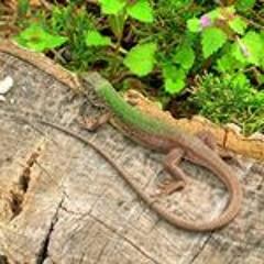 Vencislav Opalchenov