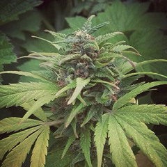 Jah Music - Ganja Beats