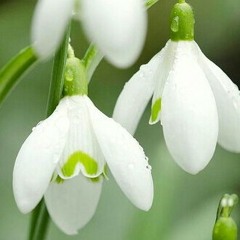 علياء خليفة