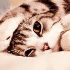 Dimpy Asma