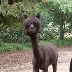 MarcouMandy Dageförde