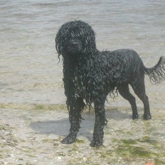 Sea-dog