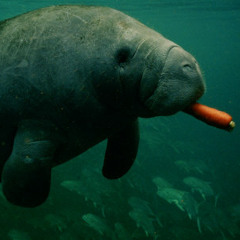 The Huge Manatee
