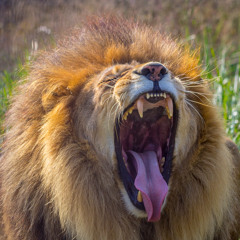 Amarkhail