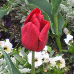 Madhavi Reddy 3