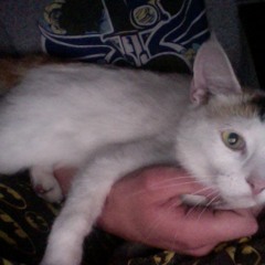 Kettykitty