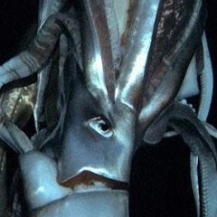 Benjamin Pablo Norman