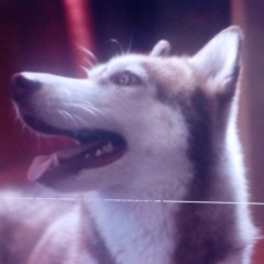 neicolinethehalfblood