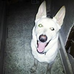 Marlon Analytique Grooms