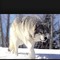noni_72
