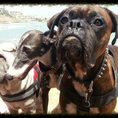 Alexander Galan Laso