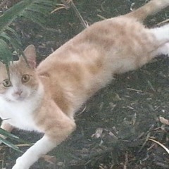 sddillon