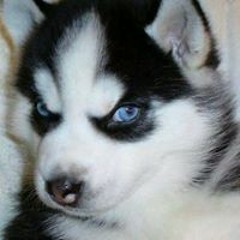 Alvaro Saavedra Gonzalez