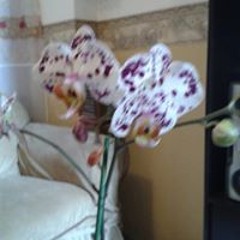 Edythe Ugalde Dolores