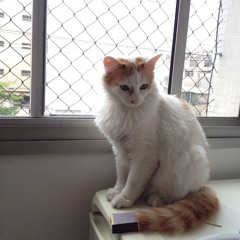 simba