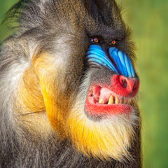 DeLorean Mandrill