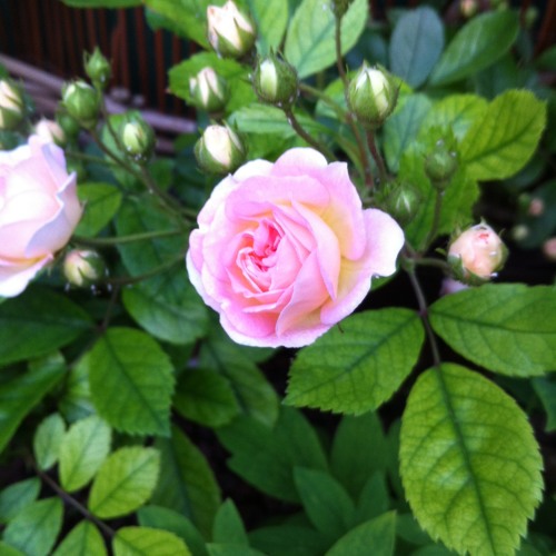 Prince buster cincinnati kids