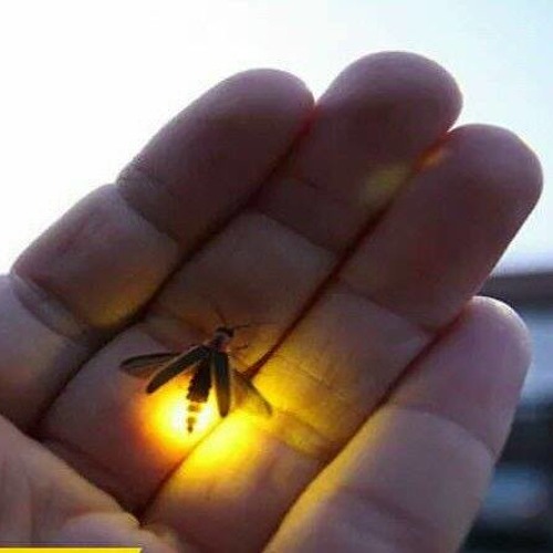 Sherif Omeri at Cafe Zoe