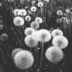 carmen-daisy
